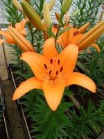 [4095 Esprit DJ No02.JPG]